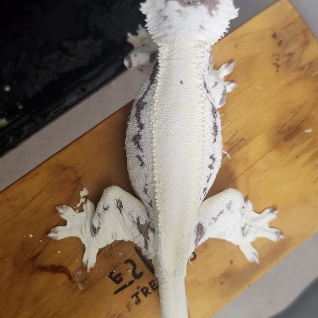 프라푸치노