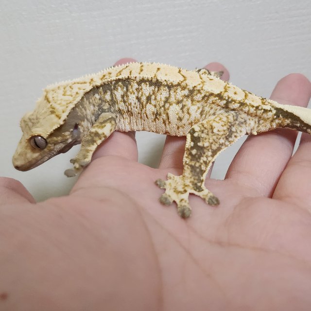 노멀 트라이 화이트스팟 화이트포트홀