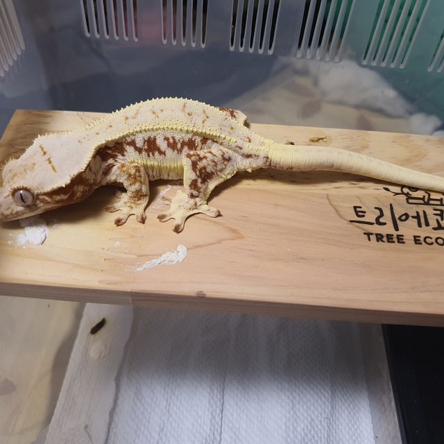 릴리화이트 레드