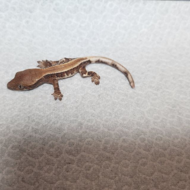 트라이 릴리 세이블 솔리드백