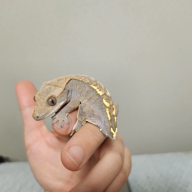 카푸치노