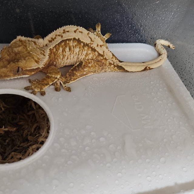 노멀 트라이 화이트스팟