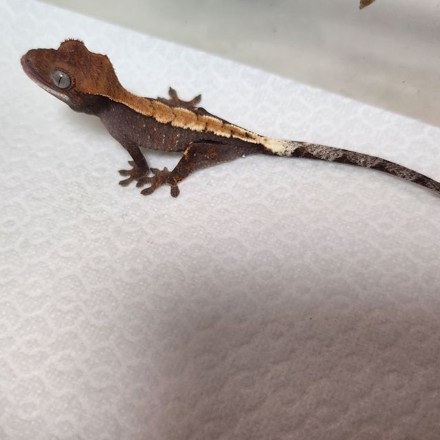 세이블