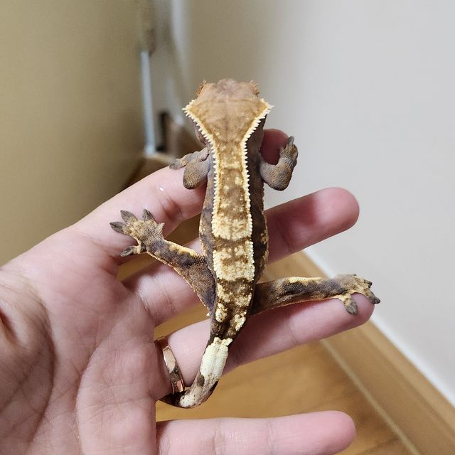 세이블