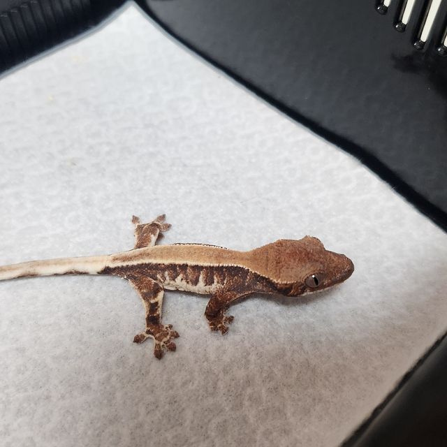 트라이 릴리 세이블 솔리드백