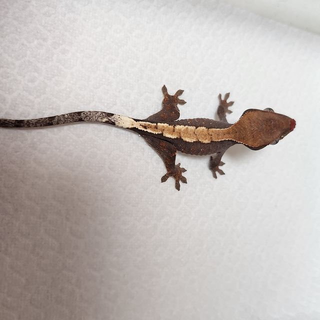 세이블