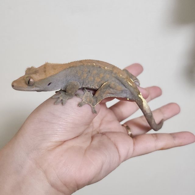 카푸치노
