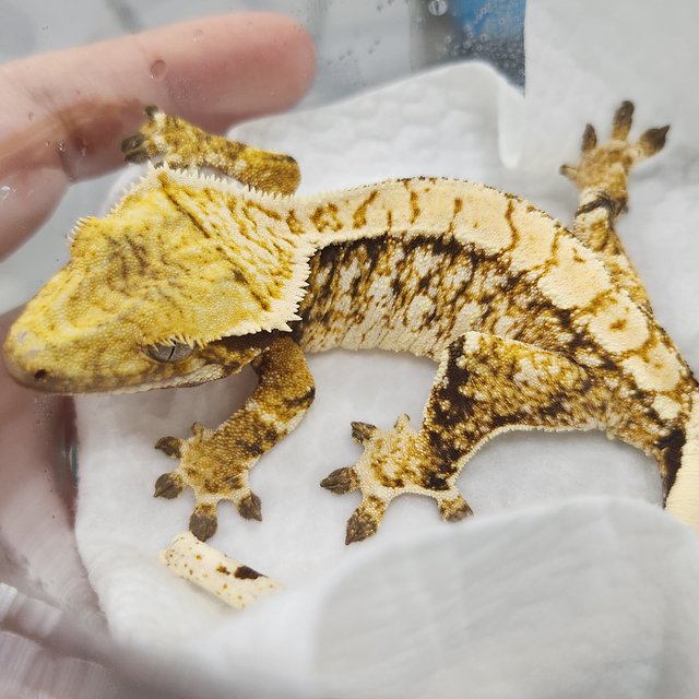 노멀 트라이 화이트스팟 화이트포트홀