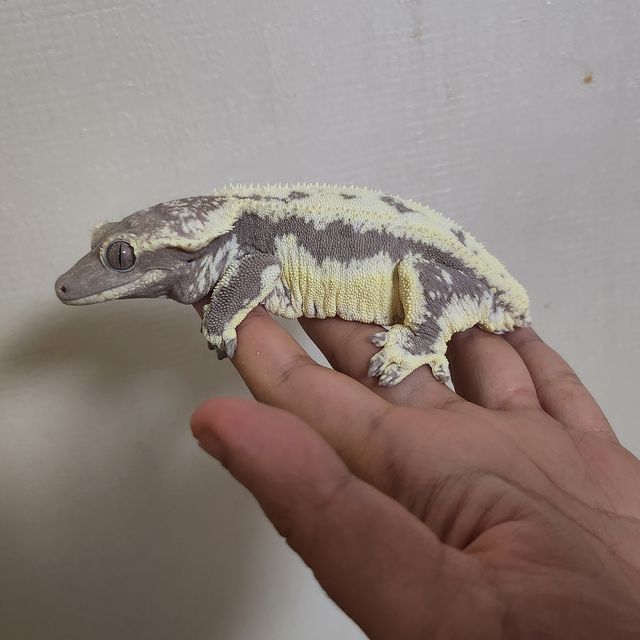 릴잔틱