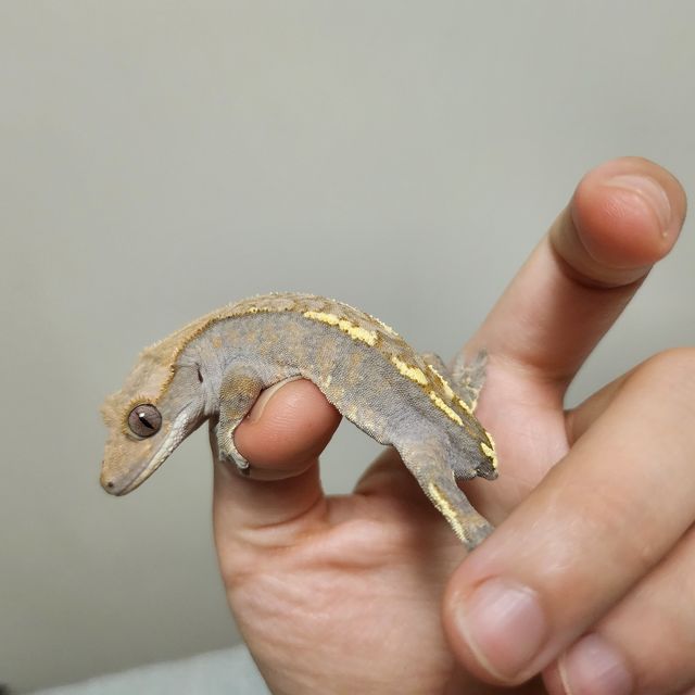 카푸치노