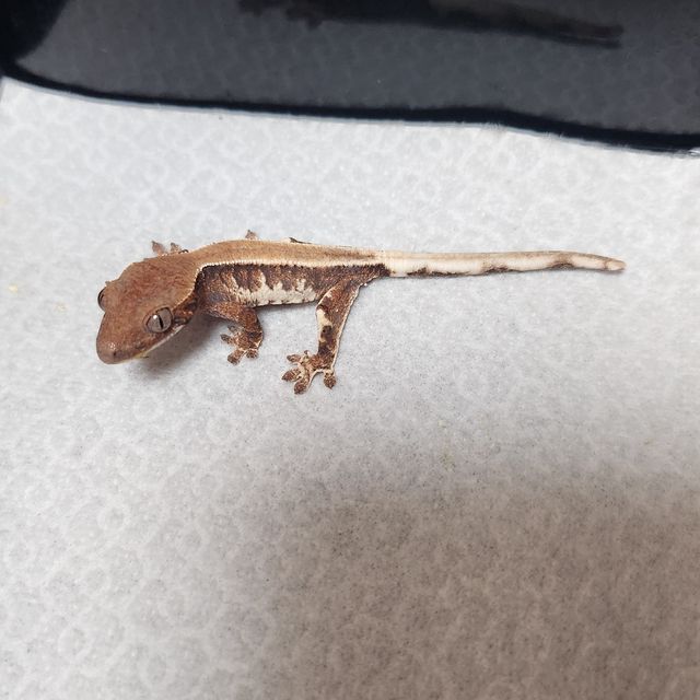 트라이 릴리 세이블 솔리드백