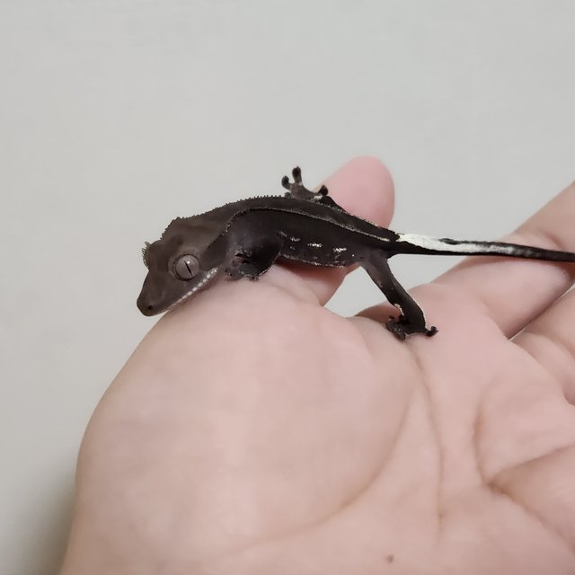 아잔틱