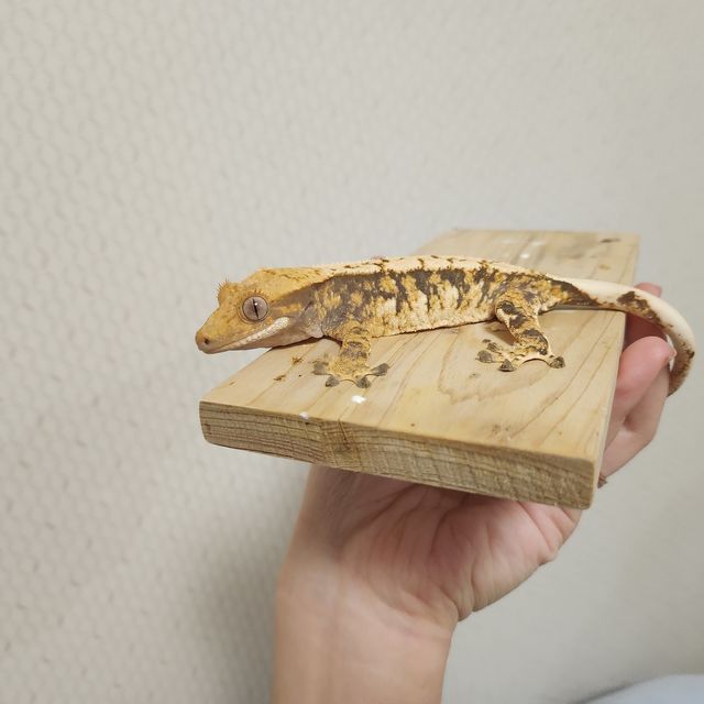 노멀 트라이 익스트림할리퀸