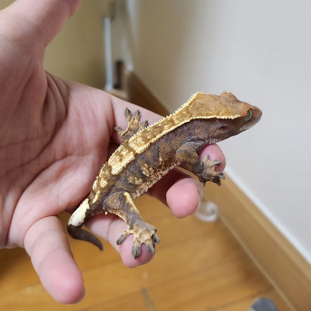 세이블