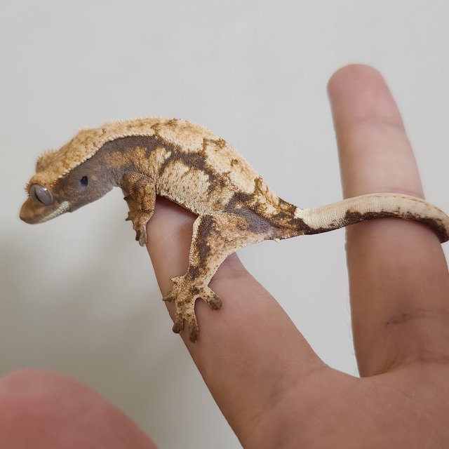 세이블