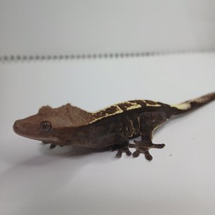 트라이 카푸치노