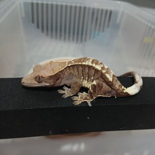 트라이 카푸치노