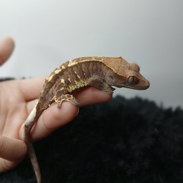 트라이 카푸치노