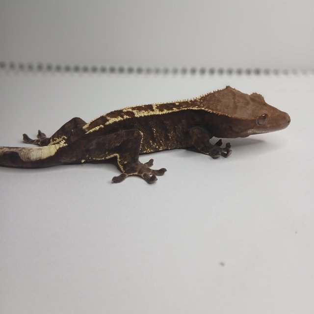 트라이 카푸치노