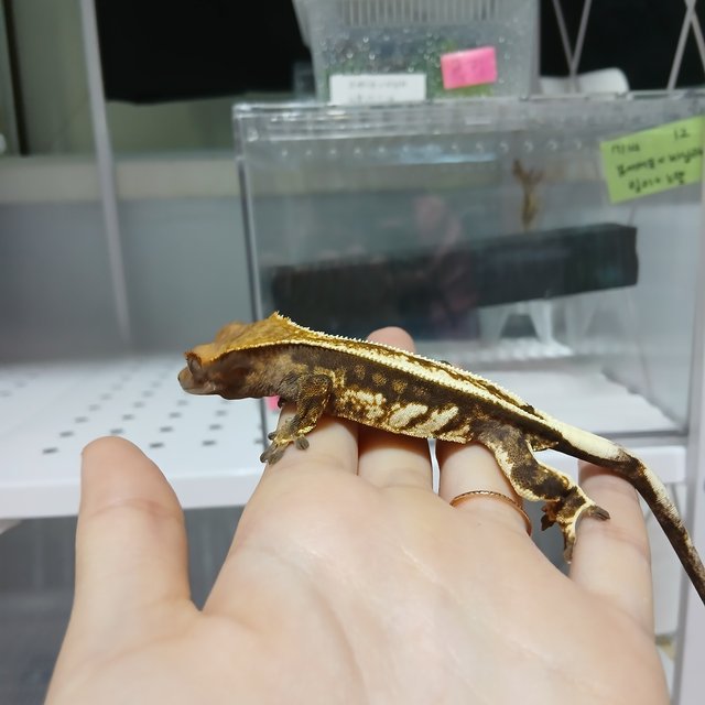 트라이 카푸치노