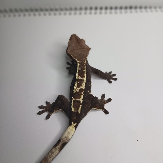 트라이 카푸치노