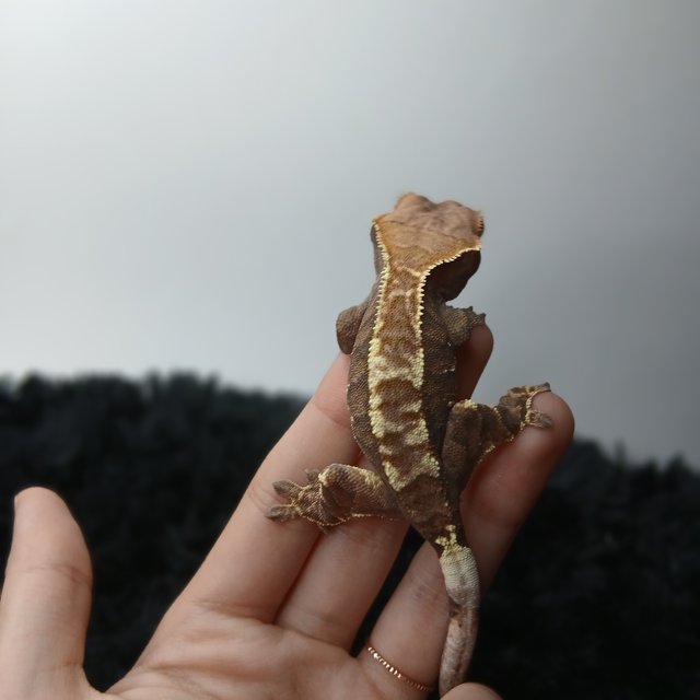 트라이 카푸치노