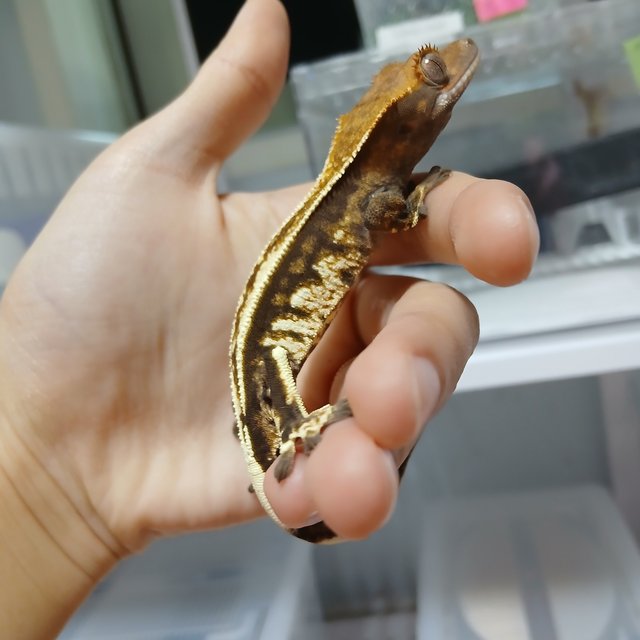 트라이 카푸치노