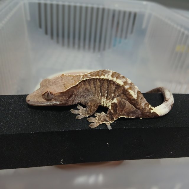 트라이 카푸치노