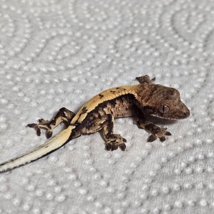 세이블