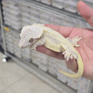 Lilly Axanthic