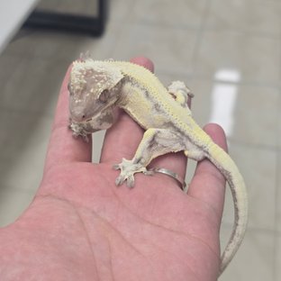 LW Sable Axanthic