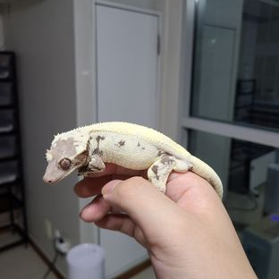 아레스