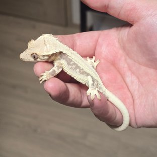 릴리100%헷아잔틱