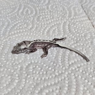 풀핀 쿼드 아잔틱