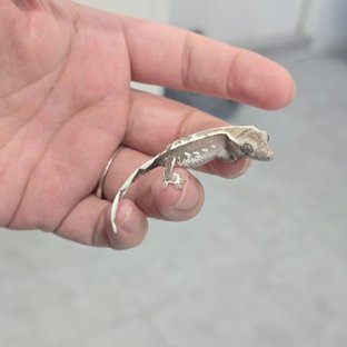Axanthic