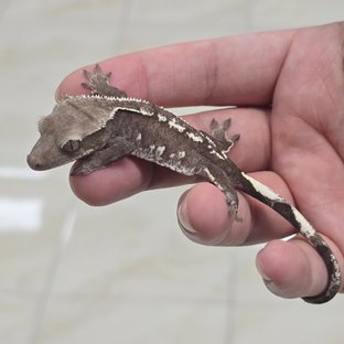 Axanthic