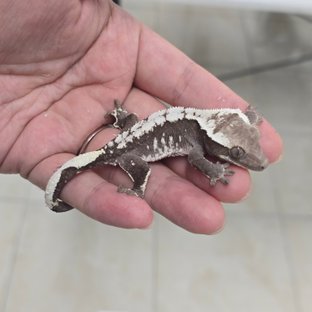 Axanthic
