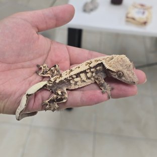 Sable 100% Het Axanthic