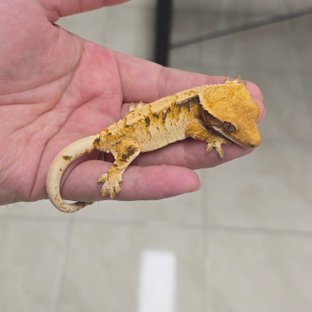 100% Het Axanthic