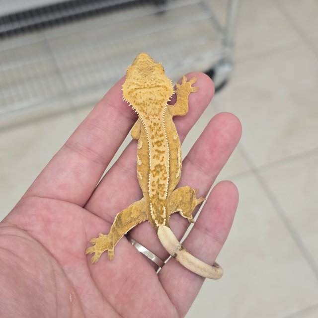 100% Het Axanthic