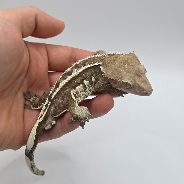 Axanthic