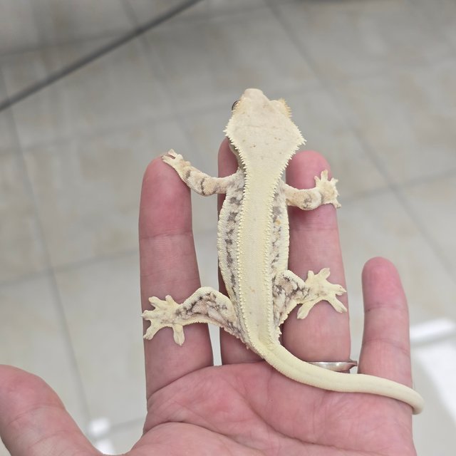 Lilly 100% Het Axanthic