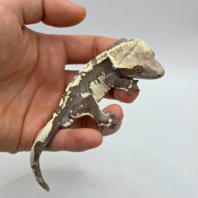 Axanthic