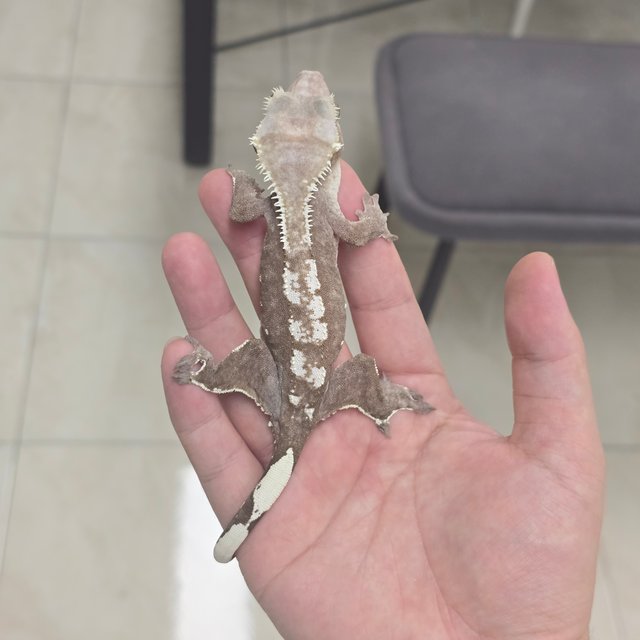 Axanthic