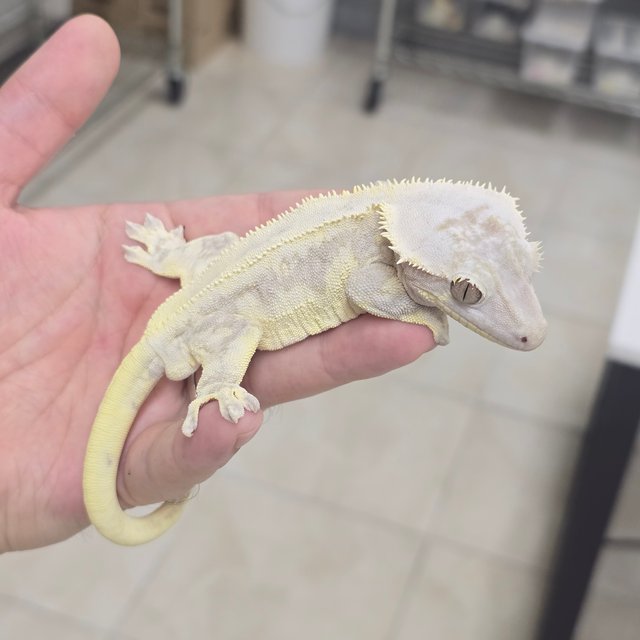 Lilly Axanthic