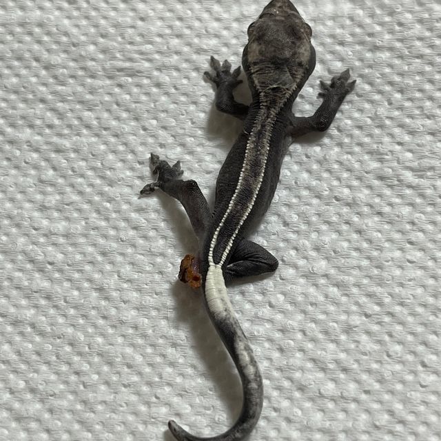아잔틱 풀핀