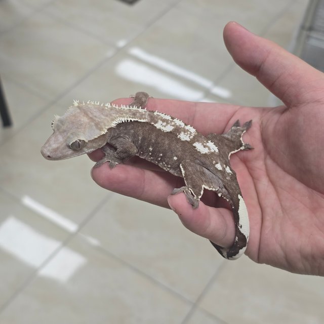 Axanthic