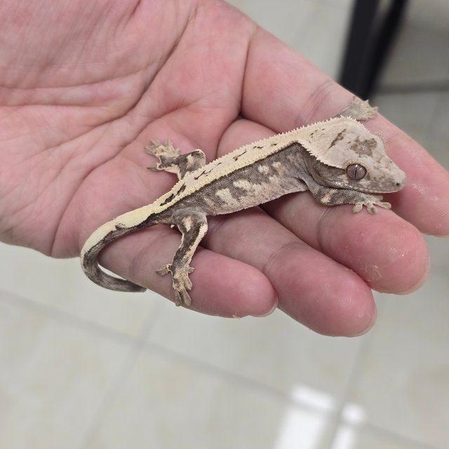 Sable 100% Het Axanthic