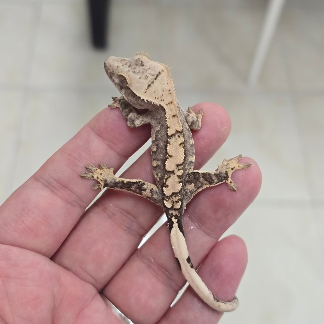 100% Het Axanthic 100% Het Chocho