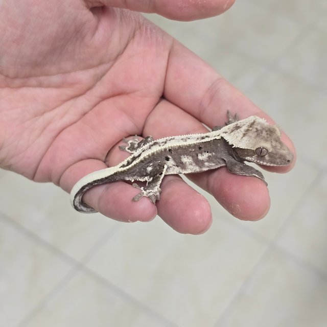 Axanthic